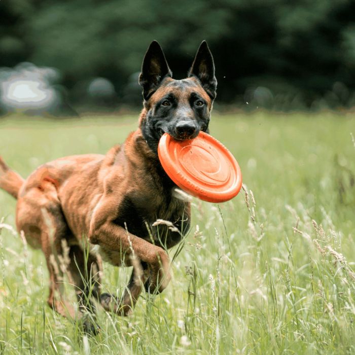 HS Sprenger Dog Toy Frisbee 24 cm