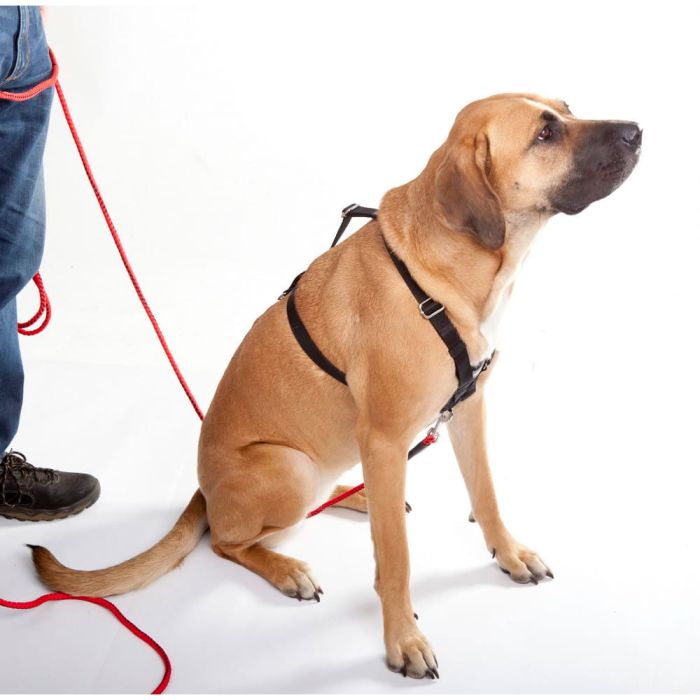 Dingo Gear Arnés WEDA para rastro