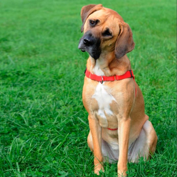 Dingo Arnés Easy Walk rojo