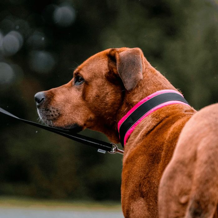 HS Sprenger Collar acolchado rosa con chapa QR