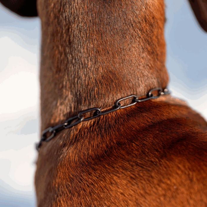 HS Sprenger Collar eslabon largo con restricción de acero inoxidable negro 2 mm