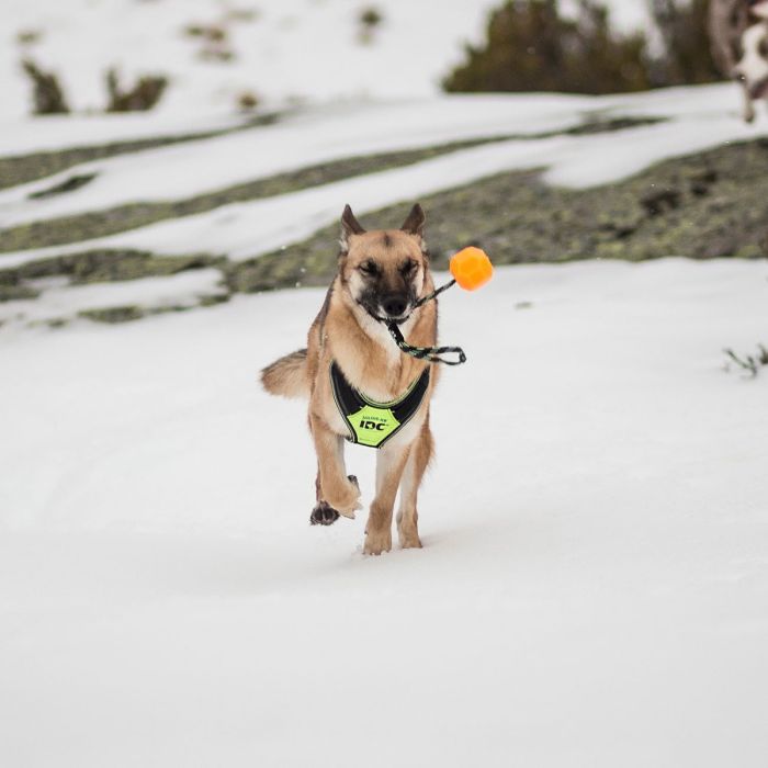 Julius-K9 Pelota IDC Lumino naranja