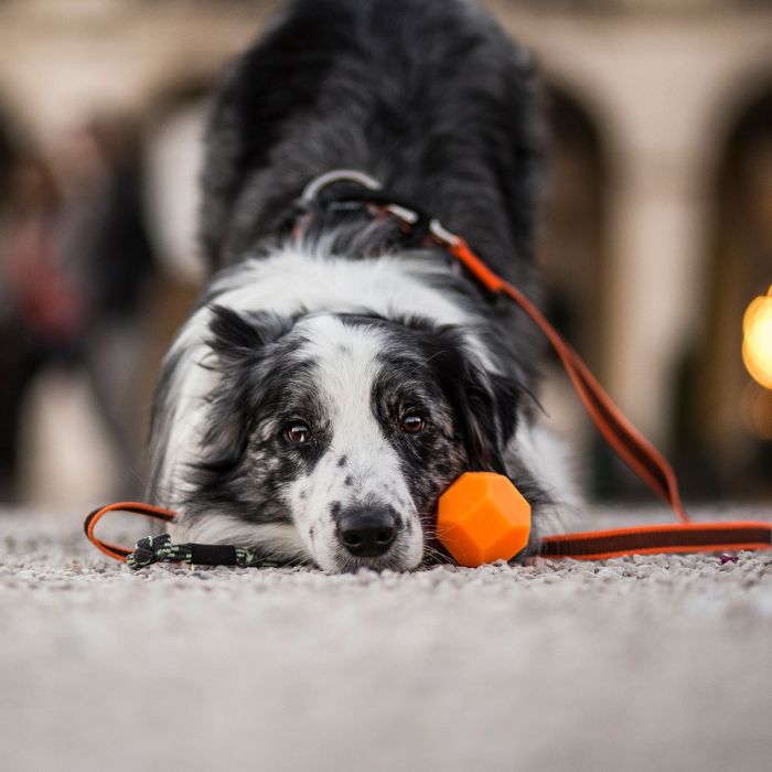 Julius-K9 Pelota IDC Lumino naranja