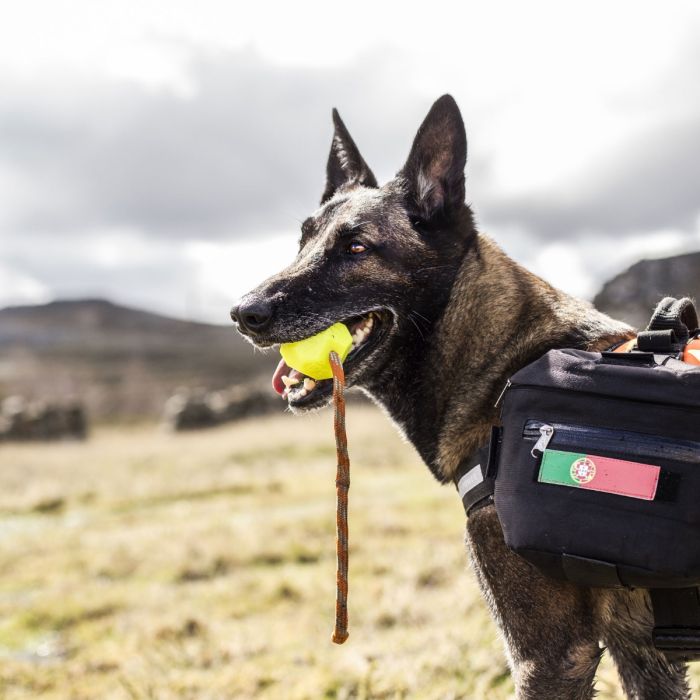 Julius-K9 Pelota IDC Lumino amarilla