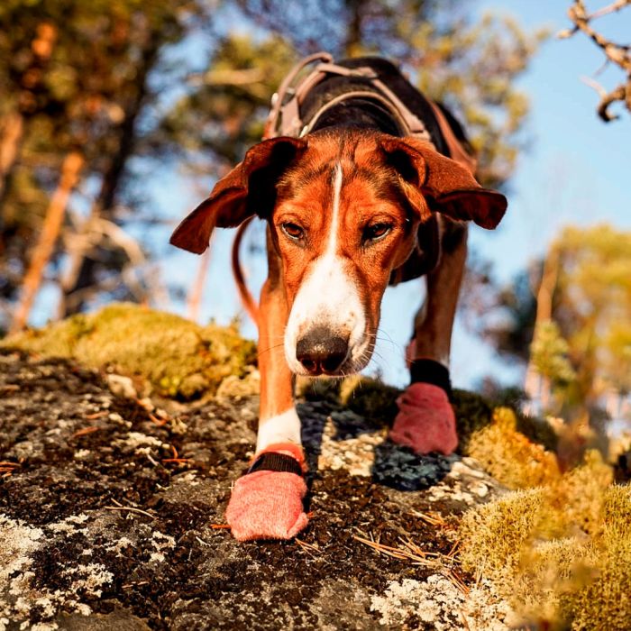 Non-stop dogwear Protector Light Socks