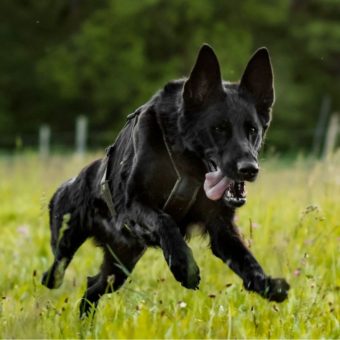 Non-stop dogwear Line harness long WD