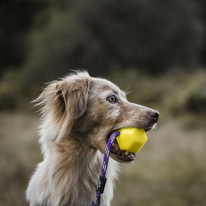 Julius-K9 Pelota IDC Lumino amarilla