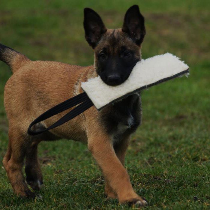 Dingo Gear Mordedor de lana de oveja con un asa
