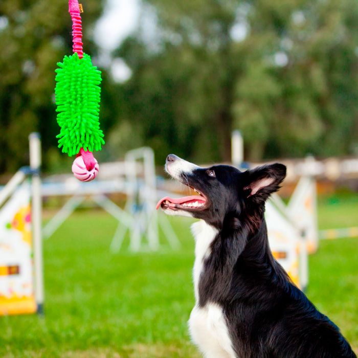 Dingo Mordedor fregona bungee con pelota