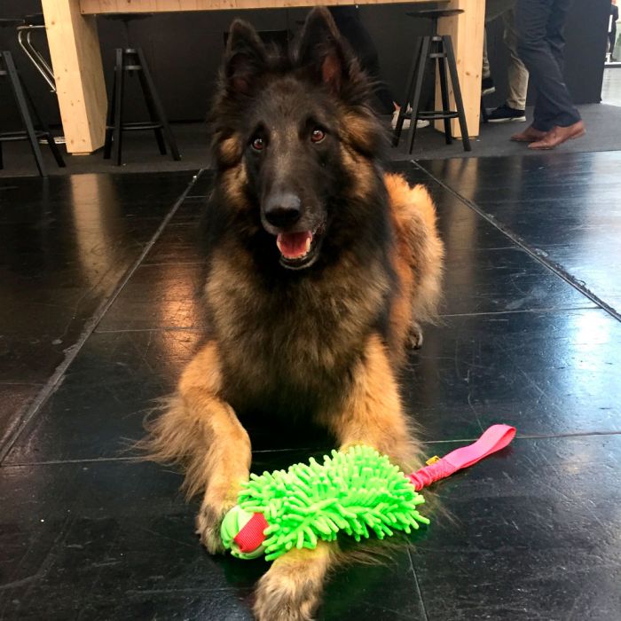Dingo Mordedor fregona bungee con pelota