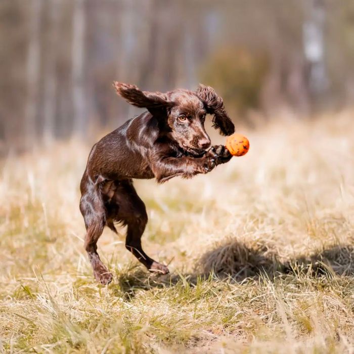 Non-stop dogwear Dog ball