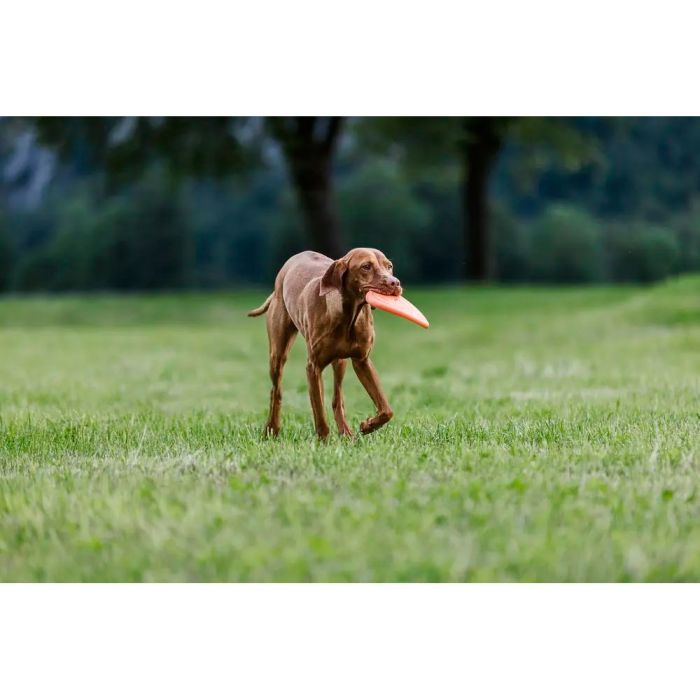 Non-stop dogwear Dog flying disc