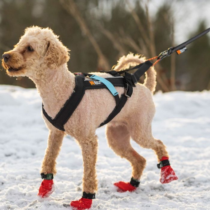 Non-stop dogwear Freemotion