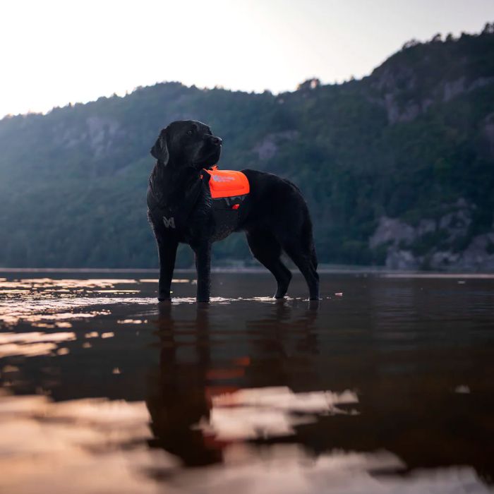 Non-stop dogwear Protector neoprene vest