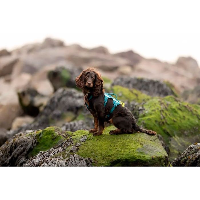 Non-stop Ramble harness long
