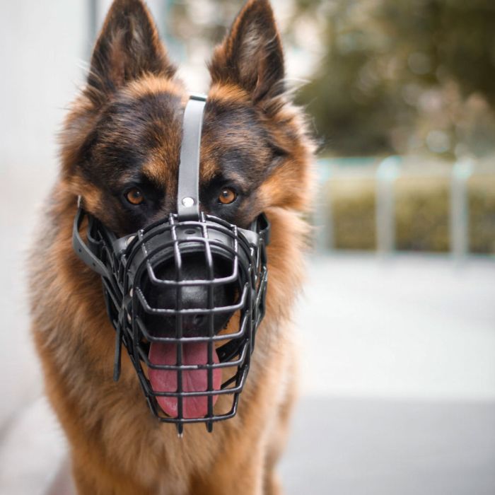 Dingo Gear Bozal fisiológico K9 para Pastor Alemán