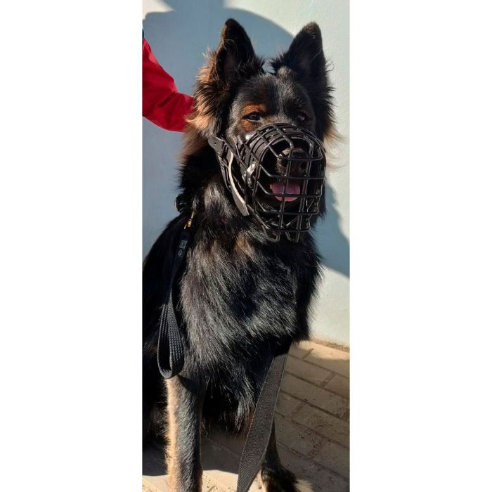 Dingo Gear Bozal fisiológico K9 para Pastor Alemán