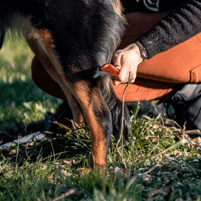 HS Sprenger Peine para perros con dientes metálicos de 30 mm