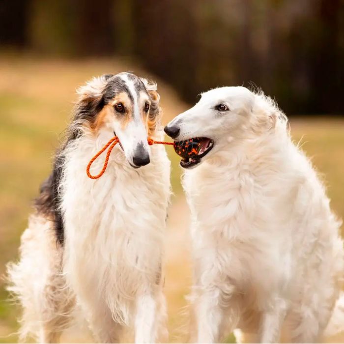 Non-stop dogwear Dog ball on rope