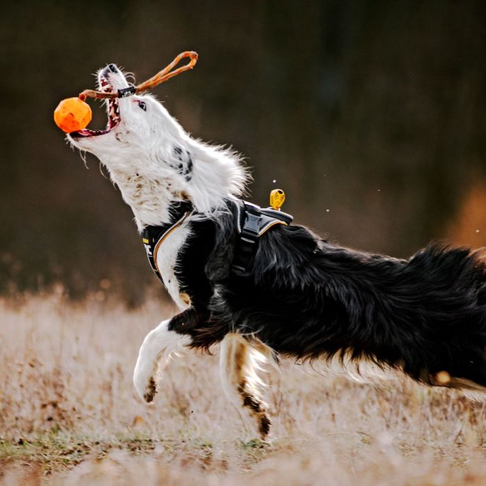 Julius-K9 Pelota IDC Lumino naranja