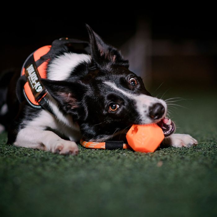 Julius-K9 Pelota IDC Lumino naranja