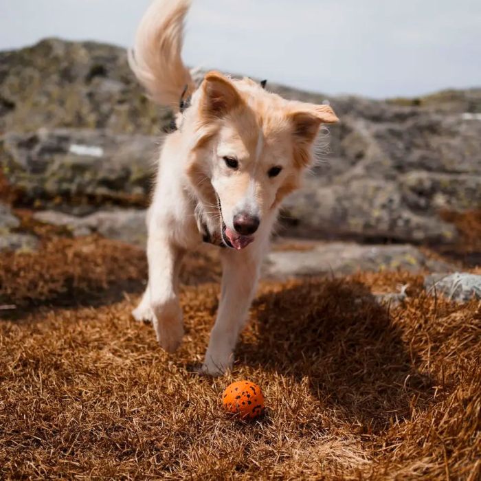 Non-stop dogwear Dog ball