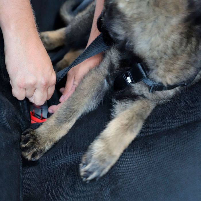 Dingo Cinturón de seguridad para coche