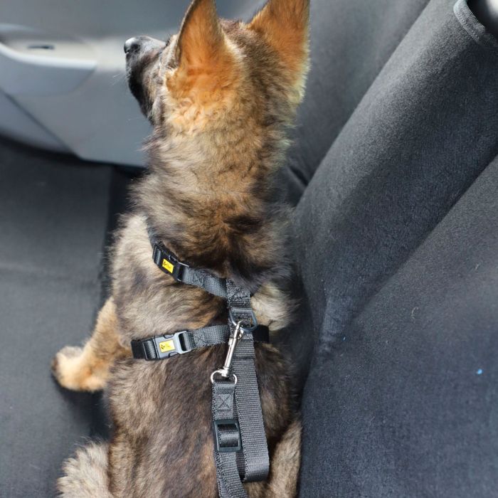 Dingo Cinturón de seguridad para coche