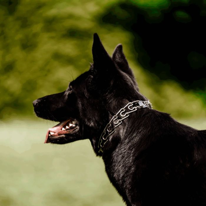 HS Sprenger Collar Ultra-Plus eslabón corto acero cromado 3 mm x 50 cm