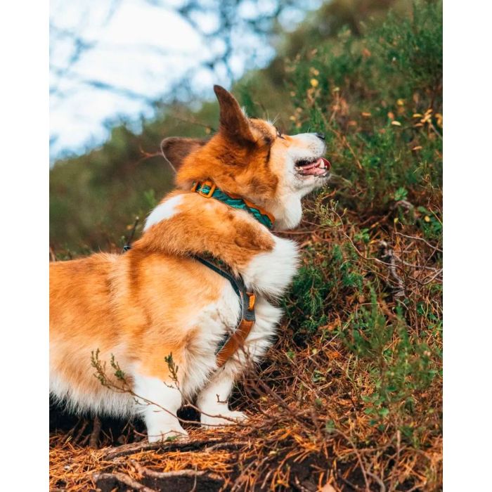 Non-stop dogwear Trail Quest Collar Rachel Pohl Edition turquesa roble