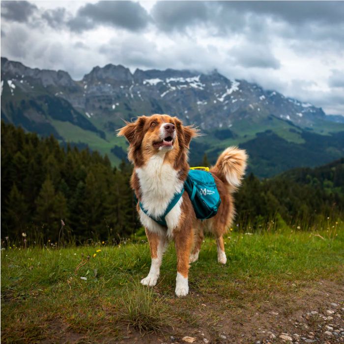 Non-stop dogwear Trail quest dog backpack