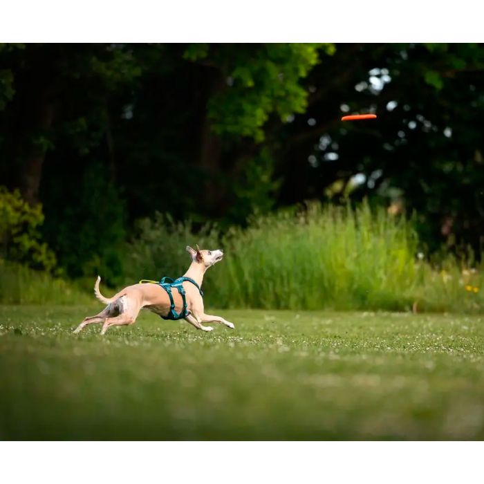 Non-stop dogwear Dog flying disc