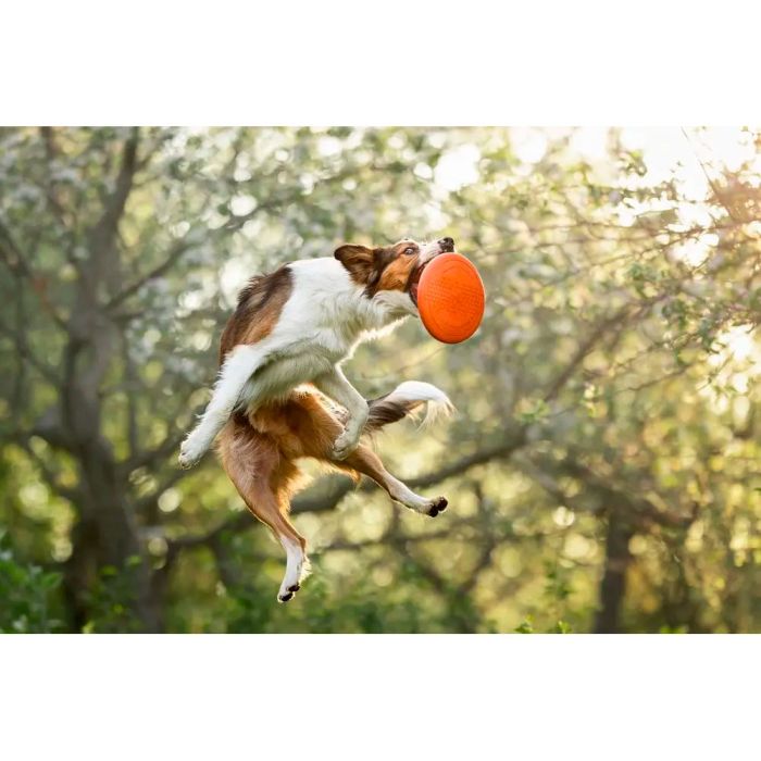Non-stop dogwear Dog flying disc