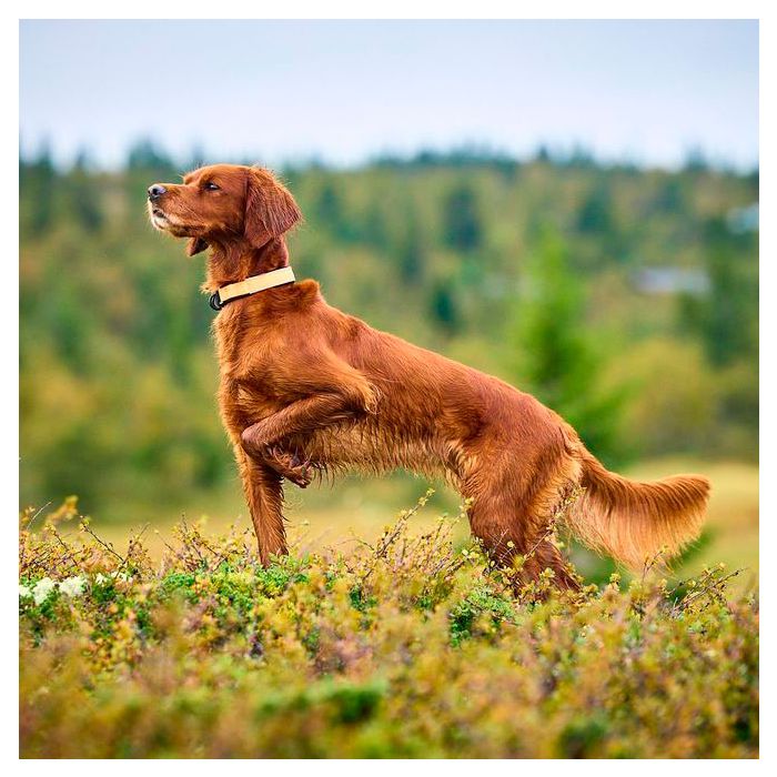 Non-stop dogwear Protector collar