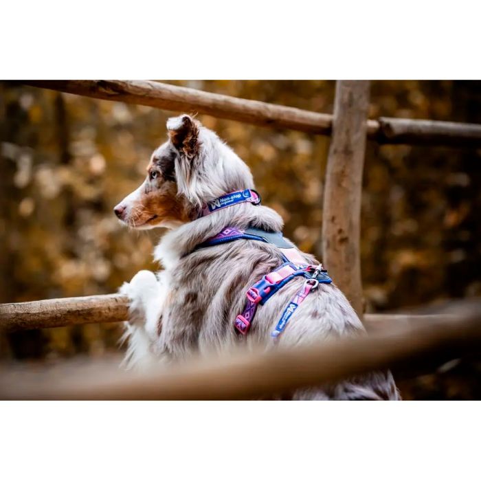 Non-stop dogwear Trail Quest Collar Rachel Pohl Edition morado rosa