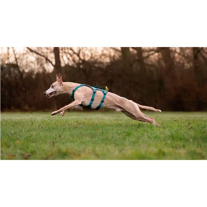 Non-stop Ramble harness long