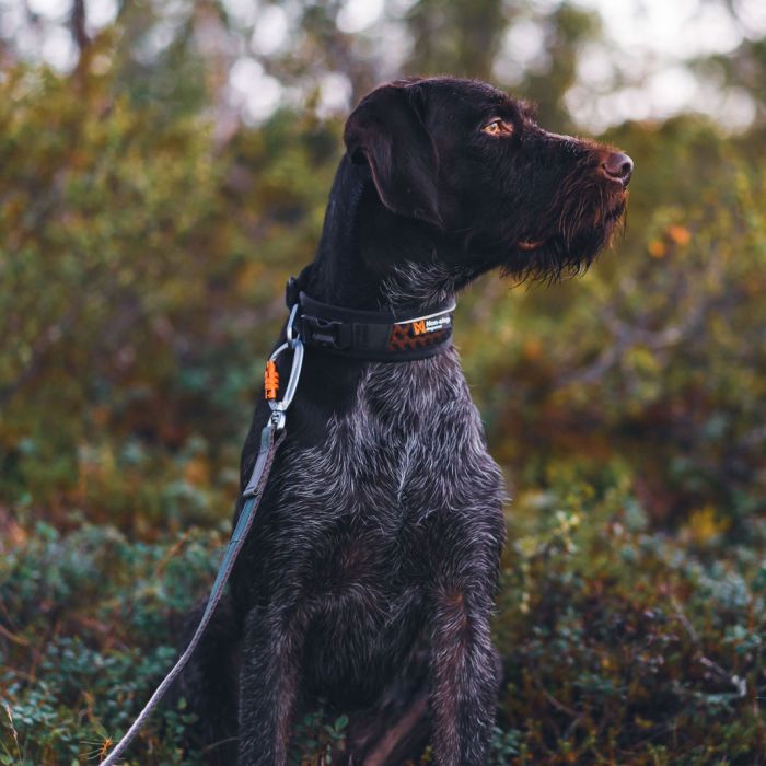 Non-stop dogwear Collar Rock ajustable