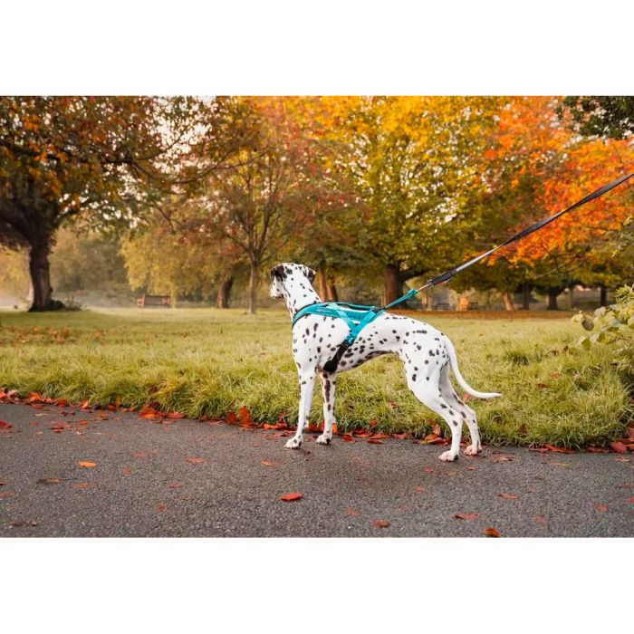 Non-stop dogwear Rush harness verde azulado