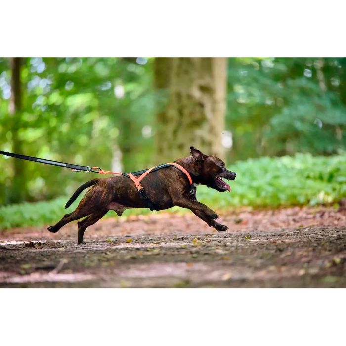 Non-stop dogwear Rush harness naranja