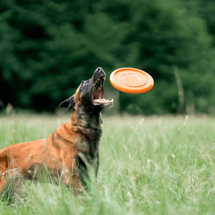 HS Sprenger Dog Toy Frisbee 24 cm