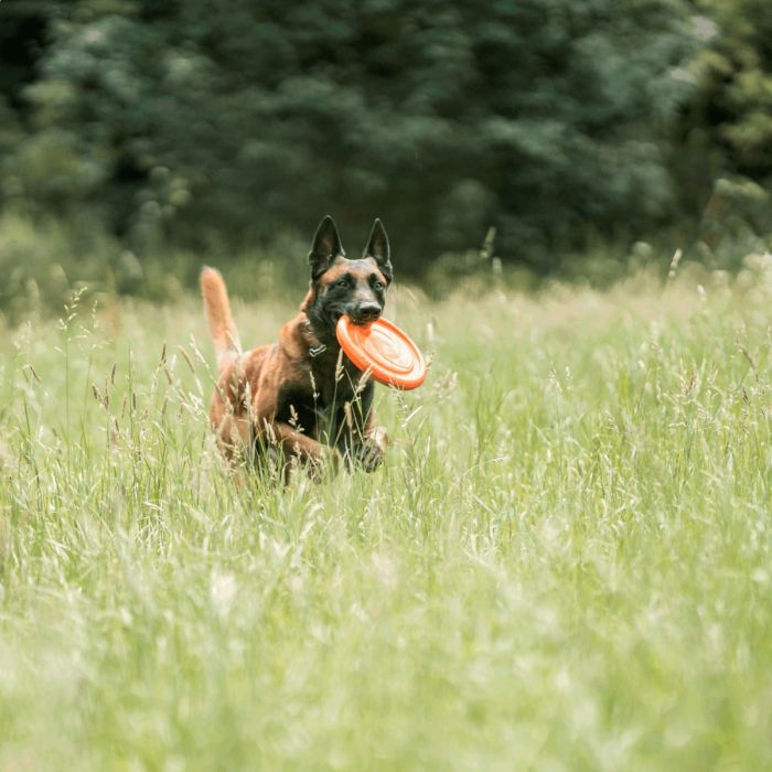 HS Sprenger Dog Toy Frisbee 24 cm