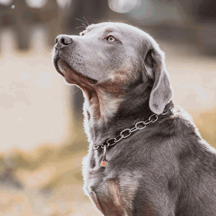 HS Sprenger Collar eslabón ajustable de acero inoxidable 4 mm