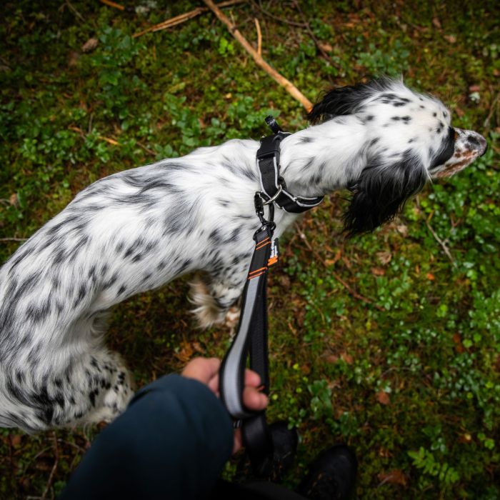Non-stop dogwear Touring bungee ajustable