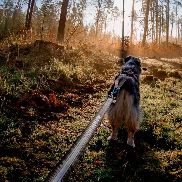 Non-stop dogwear Touring Bungee 23 mm