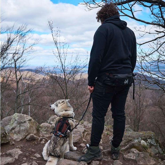 Non-stop dogwear Trail Light Belt