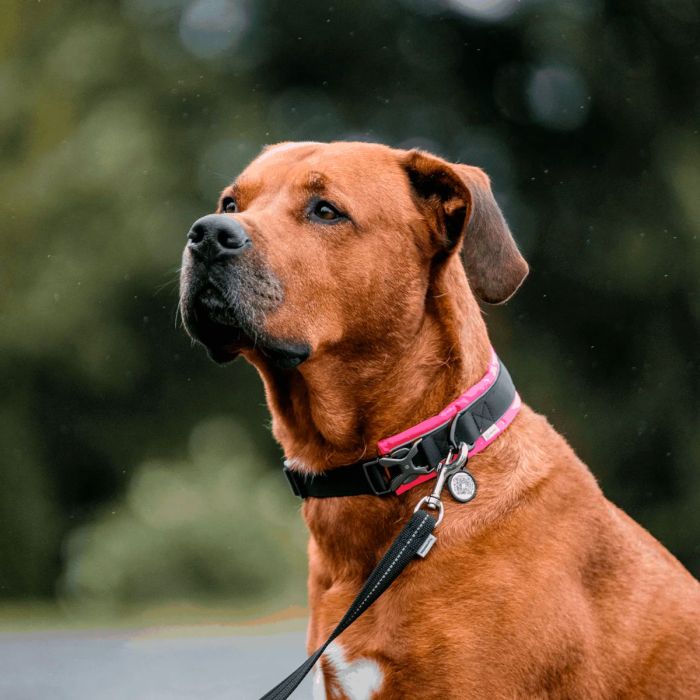 HS Sprenger Collar acolchado rosa con chapa QR