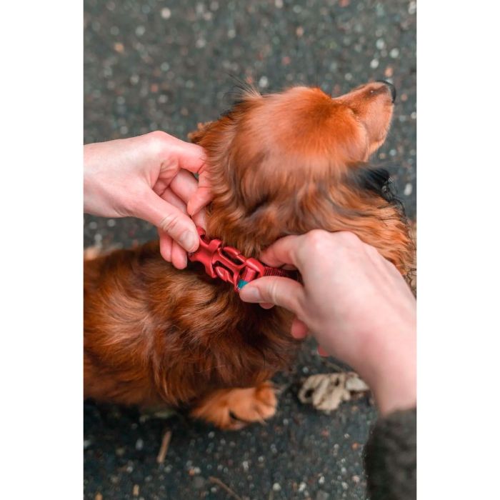 Non-stop dogwear Trail Quest Collar verde azulado vino