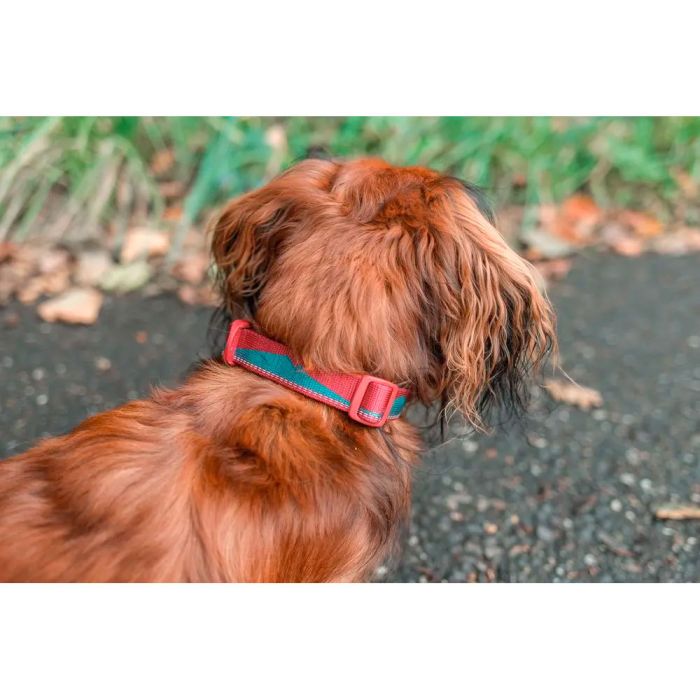 Non-stop dogwear Trail Quest Collar verde azulado vino